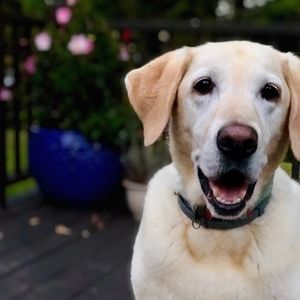 Meet your Posher, Jenn